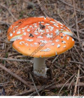 Photo Texture of Mushroom 0003
